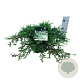 Juniperus communis 'Ristol' 50-60 cm 6L