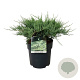 Juniperus h. 'Agnieszka' 50-60 cm 6L