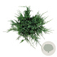 Juniperus h. 'Agnieszka' 50-60 cm 6L