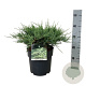 Juniperus h. 'Agnieszka' 50-60 cm 6L
