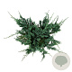 Juniperus h. 'Blue Chip' 40-50 cm 6L