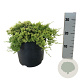 Juniperus h. 'Golden Carpet' 30-40 cm 6,5L