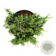 Juniperus h. 'Golden Carpet' 30-40 cm 6,5L