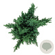 Juniperus pf. 'Blue Chiffon' 30-40 cm 6,5L