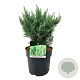 Juniperus pf. 'Blue Chiffon' 30-40 cm 6,5L