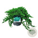 Juniperus procumbens 'Nana' 40-50 cm 6L
