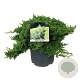 Juniperus procumbens 'Nana' 50-60 cm 6L