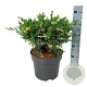 Juniperus pf. 'White Splash' 40-50 cm 6L