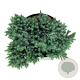 Juniperus squamata 'Blue Star' 30-40 cm 6,5L