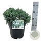 Juniperus squamata 'Blue Star' 30-40 cm 6,5L