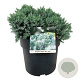 Juniperus squamata 'Blue Star' 30-40 cm 6,5L