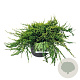 Juniperus squamata 'Holger' 40-50 cm 6L