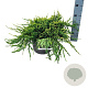 Juniperus squamata 'Holger' 40-50 cm 6L
