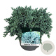 Juniperus squamata 'Tropical Blue' 30-40 cm 6,5L