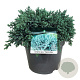 Juniperus squamata 'Tropical Blue' 30-40 cm 6,5L