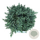 Juniperus squamata 'Tropical Blue' 30-40 cm 6,5L