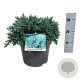 Juniperus squamata 'Tropical Blue' 30-40 cm 6,5L