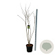 Koelreuteria paniculata 175-200 cm 30L extra