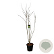 Koelreuteria paniculata 175-200 cm 30L extra