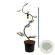 Larix kaempferi 175 cm op cont. 90L bonsai