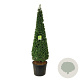 Larix kaempferi 175-200 cm cont. 90L
