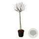 Magnolia 'Butterflies' 120 cm stam cont. 55L extra