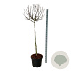 Magnolia 'Butterflies' 120 cm stam cont. 55L extra