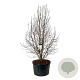 Magnolia loebneri 'Merrill' 250-300 cm cont. 285L solitair