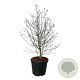 Magnolia loebneri 'Mag's Pirouette' 125-150 cm cont. 55L extra