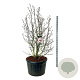 Magnolia soulangeana 200-225 cm cont. 230L solitair