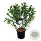 Magnolia stellata 80-100 cm 15L