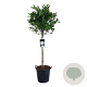 Magnolia stellata 80 cm stam 30L