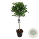 Magnolia stellata 80 cm stam 30L
