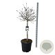 Magnolia stellata 90 cm stam cont. 55L extra