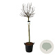 Magnolia 'Sunrise' 120 cm stam cont. 55L extra