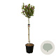 Magnolia 'Susan' 150 cm stam cont. 55L