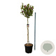 Magnolia 'Susan' 150 cm stam cont. 55L