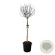 Magnolia 'Susan' 150 cm stam cont. 55L