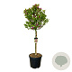 Magnolia 'Susan' 90 cm stam cont. 55L extra