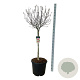 Magnolia 'Susan' 90 cm stam cont. 55L extra