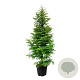 Metasequoia gl. Amber Glow 225-250 cm cont. 55L extra