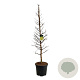 Metasequoia gl. Amber Glow 225-250 cm cont. 55L extra