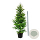 Metasequoia gl. Amber Glow 225-250 cm cont. 55L extra