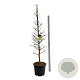 Metasequoia gl. Amber Glow 225-250 cm cont. 55L extra