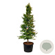 Metasequoia gl. Amber Glow 250-300 cm cont. 230L solitair
