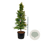 Metasequoia gl. Amber Glow 250-300 cm cont. 230L solitair