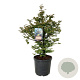 Metasequoia gl. 'Daw.Tawny Fleece' 100-125 cm cont. 55L extra