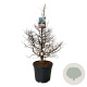 Metasequoia gl. 'Daw.Tawny Fleece' 100-125 cm cont. 55L extra