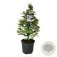 Metasequoia gl. 'Daw.Tawny Fleece' 125-150 cm cont. 55L extra