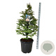 Metasequoia gl. 'Daw.Tawny Fleece' 125-150 cm cont. 55L extra